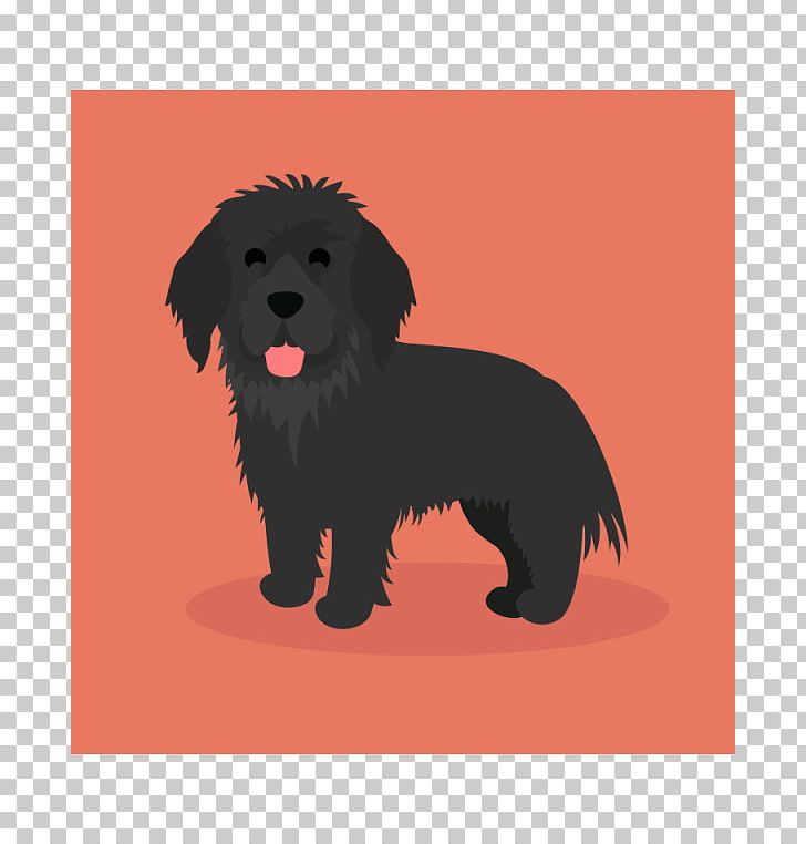 Schnoodle Affenpinscher Puppy Newfoundland Dog Havanese Dog PNG, Clipart, Affenpinscher, Animals, Breed Group Dog, Carnivoran, Companion Dog Free PNG Download