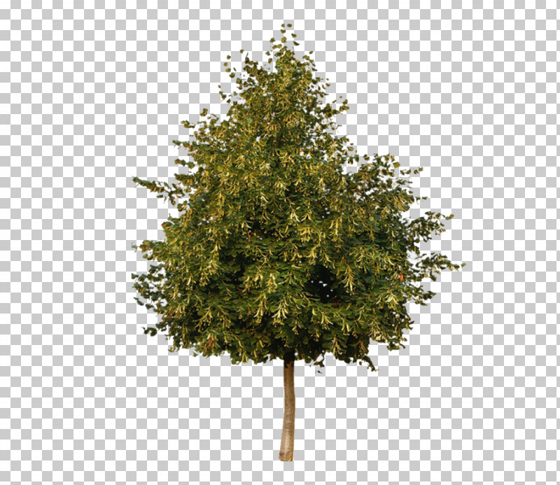 Plane PNG, Clipart, American Holly, American Larch, Balsam Fir, Colorado Spruce, Cypress Family Free PNG Download