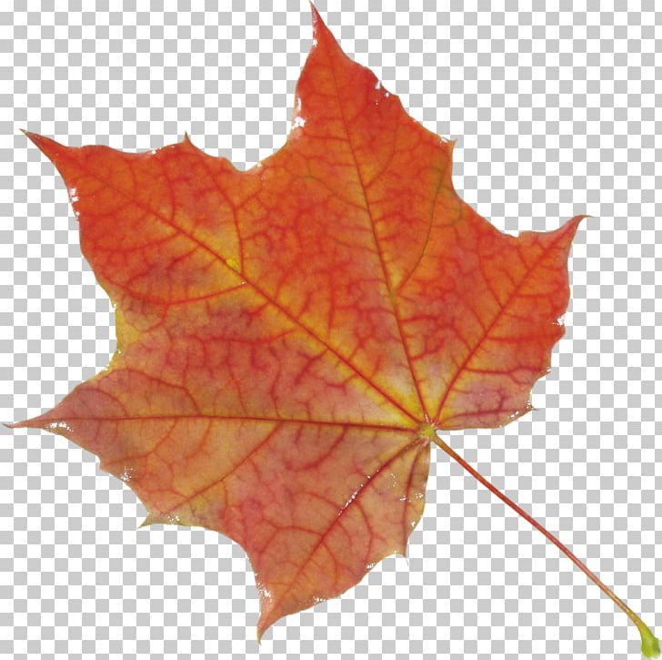 Autumn Leaves PNG, Clipart, Autumn Leaves Free PNG Download