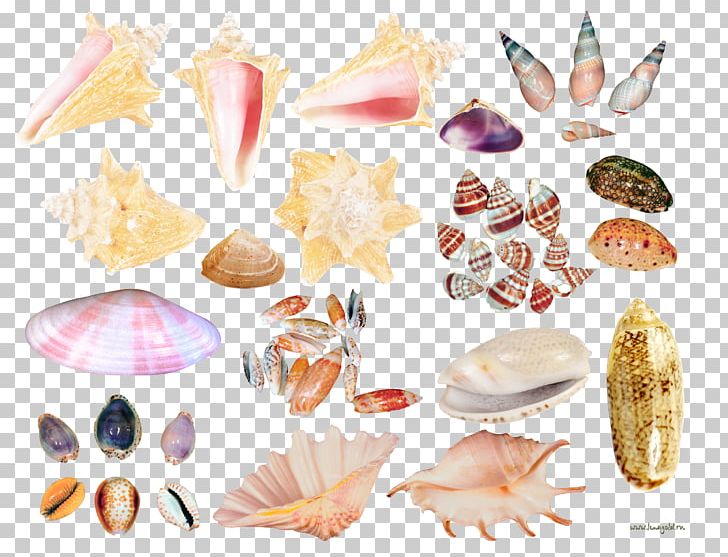 Seashell Conch PNG, Clipart, Clip Art, Coll, Conch, Conchology, Creative Free PNG Download