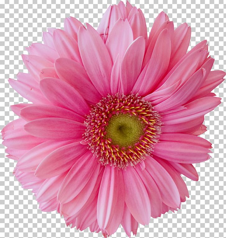 Marguerite Daisy Chrysanthemum Transvaal Daisy Cut Flowers Oxeye Daisy PNG, Clipart, Annual Plant, Arg, Aster, Chrysanthemum, Chrysanths Free PNG Download
