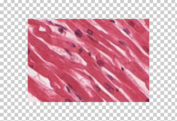 Muscle Tissue Skeletal Muscle Cardiac Muscle Myocyte PNG, Clipart, Anatomy, Cardiac Muscle, Cell, Connective Tissue, Function Free PNG Download
