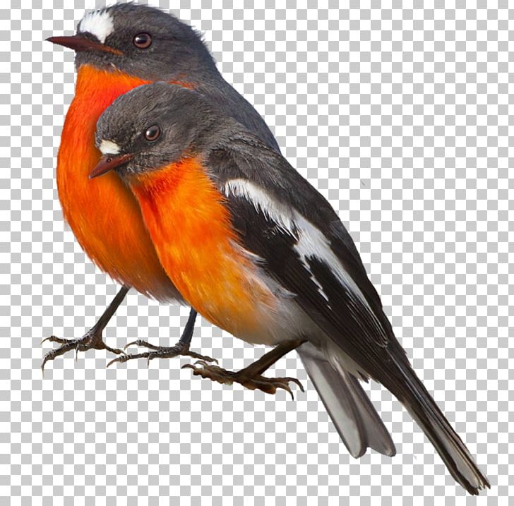 Songbird European Robin Cygnini PNG, Clipart, Animals, Autumn, Beak, Bird, Birds Free PNG Download