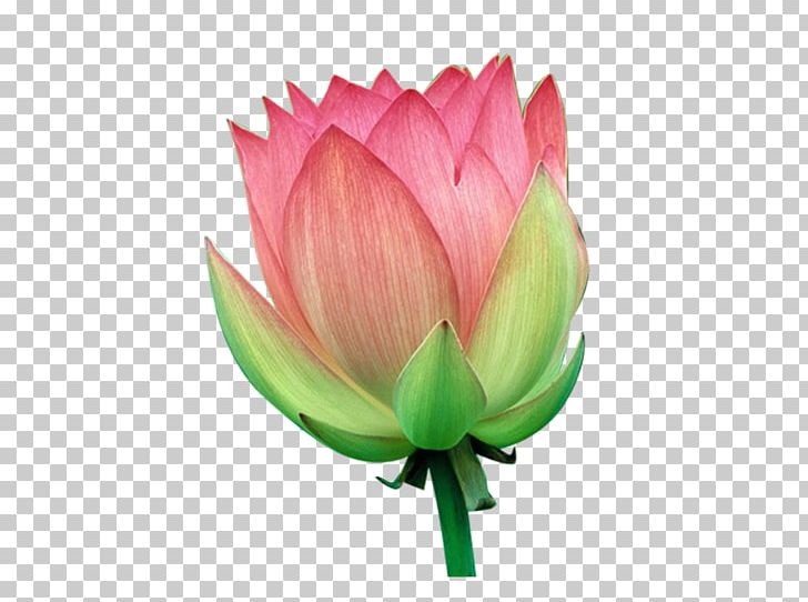 Water Lily Flower PNG, Clipart, Aquatic Plant, Bud, Flower, Flowering Plant, Lotus Free PNG Download