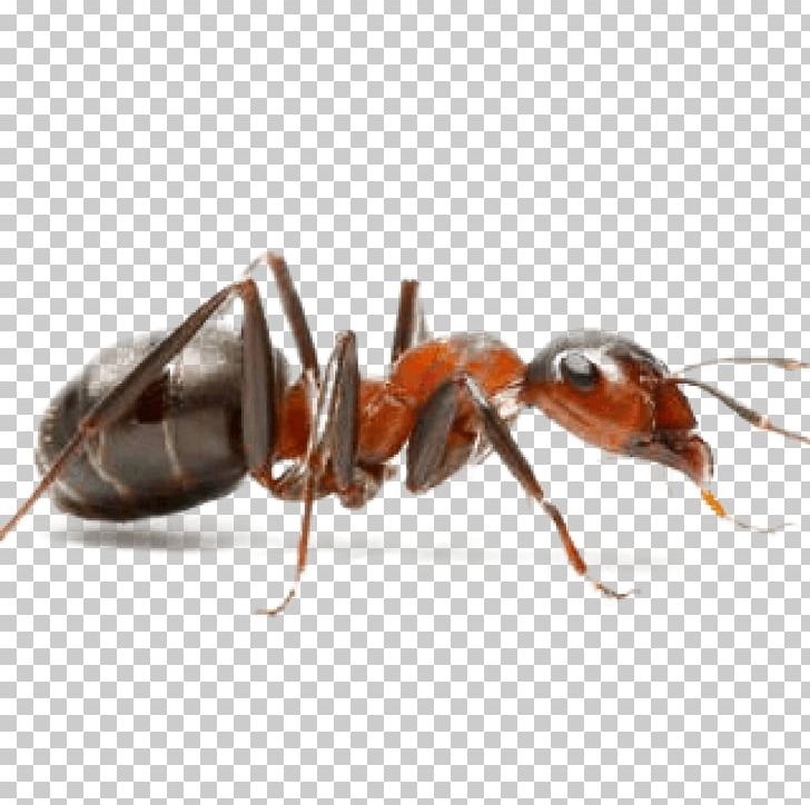 Ant Insect Pest Control Hymenopterans PNG, Clipart,  Free PNG Download