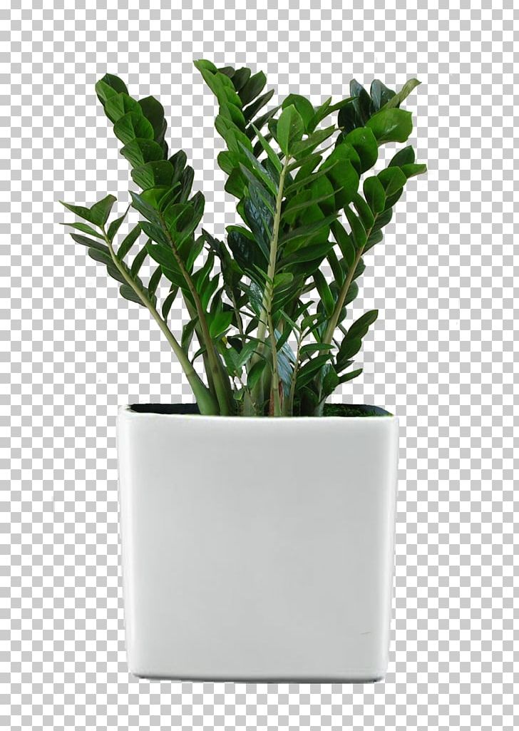 Ficus Retusa Houseplant Flower Garden PNG, Clipart, Bellflowers, Ficus Retusa, Fig Trees, Flower, Flower Garden Free PNG Download