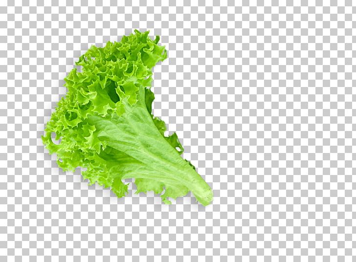 Lettuce Leaf PNG, Clipart, Food, Salads, Vegetables Free PNG Download