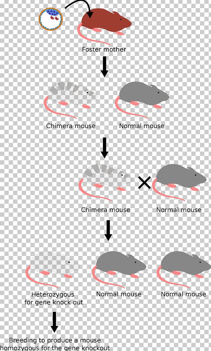 Molecular Cell Biology Knockout Mouse House Mouse Gene Genome PNG, Clipart, Area, Brand, Common Fruit Fly, Diagram, Experimental Mice Free PNG Download