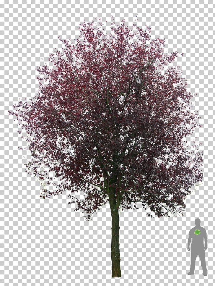 Tree Plant Populus Nigra Cherry Plum PNG, Clipart, Amelanchier Arborea, Amelanchier Lamarckii, American Sycamore, Blutpflaume, Branch Free PNG Download