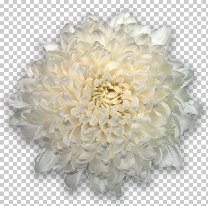 Chrysanthemum Cut Flowers Transvaal Daisy Plant PNG, Clipart, Ardisia, Ardisia Crenata, Astronaut, Chrysanthemum, Chrysanths Free PNG Download