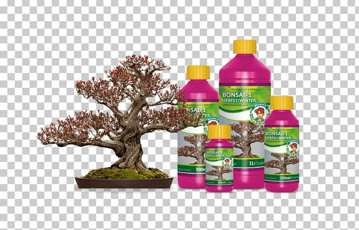 Indoor Bonsai Pomegranate Tree Flowerpot PNG, Clipart, Bonsai, Bottle, Flowerpot, Garden, Glass Bottle Free PNG Download