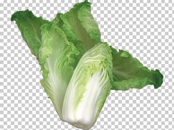 Romaine Lettuce Capitata Group Spring Greens Cruciferous Vegetables Collard Greens PNG, Clipart, Cabbage, Cabbages, Capitata Group, Chard, Chinese Cabbage Free PNG Download