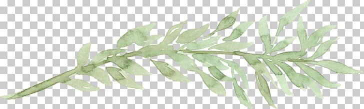 Watercolor Painting Gum Trees Leaf PNG, Clipart, Branch, Color, Gum Trees, Leaf, Line Free PNG Download
