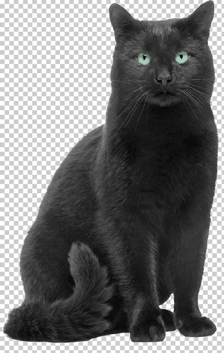 Black Cat Russian Blue Chartreux Bombay Cat Korat PNG, Clipart, Black, Black And White, Black Cat, Bombay, Bombay Cat Free PNG Download