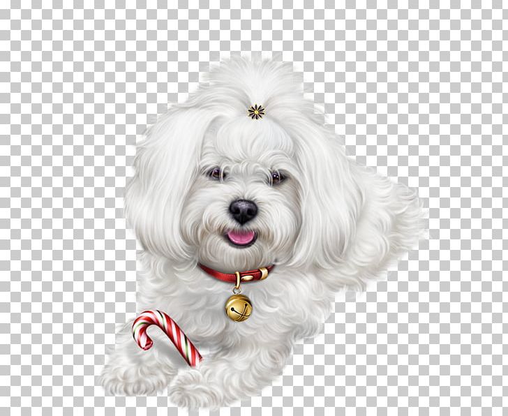 Dog 0 Puppy PNG, Clipart, 2018, Animals, Bichon, Blog, Bolognese Free PNG Download