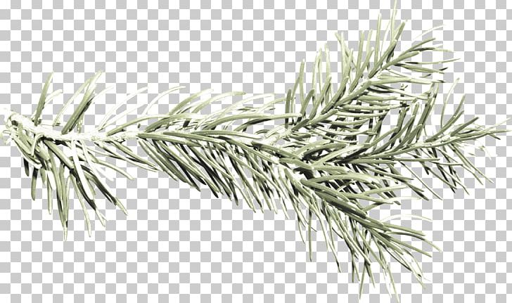 Fir Spruce Pine White Black PNG, Clipart, Black, Black And White, Branch, Conifer, Family Free PNG Download