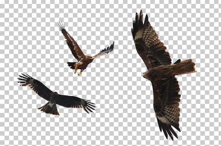 Flight Bald Eagle Bird PNG, Clipart, Accipitriformes, Bald Eagle, Bird, Bird Of Prey, Brown Free PNG Download