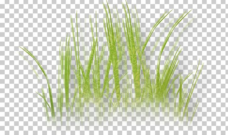 Herbaceous Plant Lawn Flower PNG, Clipart, Chrysopogon Zizanioides, Clip Art, Commodity, Dandelion, Digital Image Free PNG Download