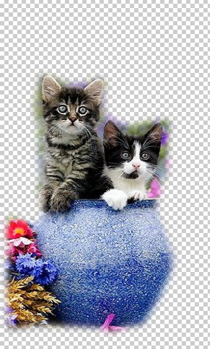 Kitten Persian Cat Maine Coon Ragdoll Siamese Cat Png Clipart