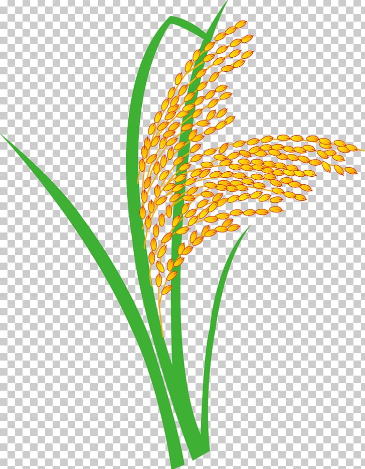 Nian Gao Rice Oryza Sativa Paddy Field PNG, Clipart, Brown Rice, Cartoon, Commodity, Drawing, Encapsulated Postscript Free PNG Download