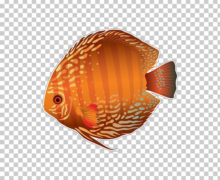 Public Aquarium Fish Discus PNG, Clipart, Animals, Aquarium, Biology, Discus, Discus Throw Free PNG Download