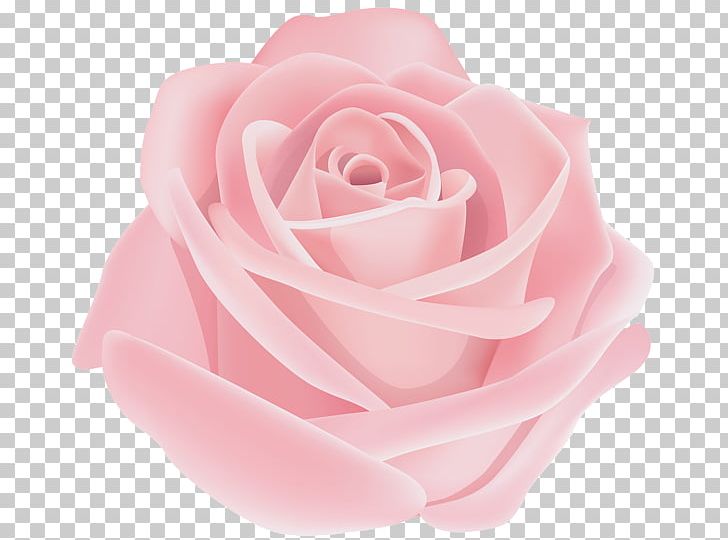 Garden Roses Portable Network Graphics Pink PNG, Clipart, Blue, Blue Rose, Clip, Cut Flowers, Flower Free PNG Download