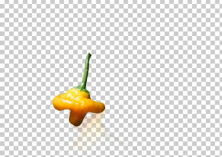 Habanero Chili Pepper Paprika Fruit PNG, Clipart, Bell Peppers And Chili Peppers, Capsicum, Capsicum Annuum, Chili, Chili Pepper Free PNG Download