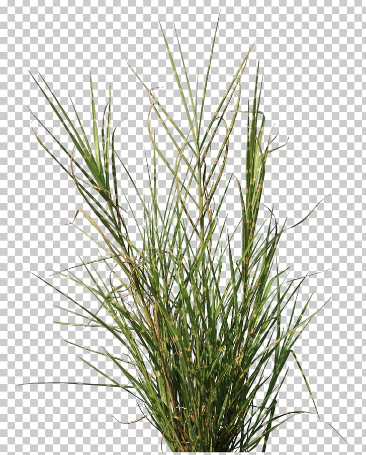 Plant Bamboo Lawn Texture Mapping Vetiver PNG, Clipart, Aquatic Plants, Bamboo, Chrysopogon Zizanioides, Commodity, Computer Graphics Free PNG Download