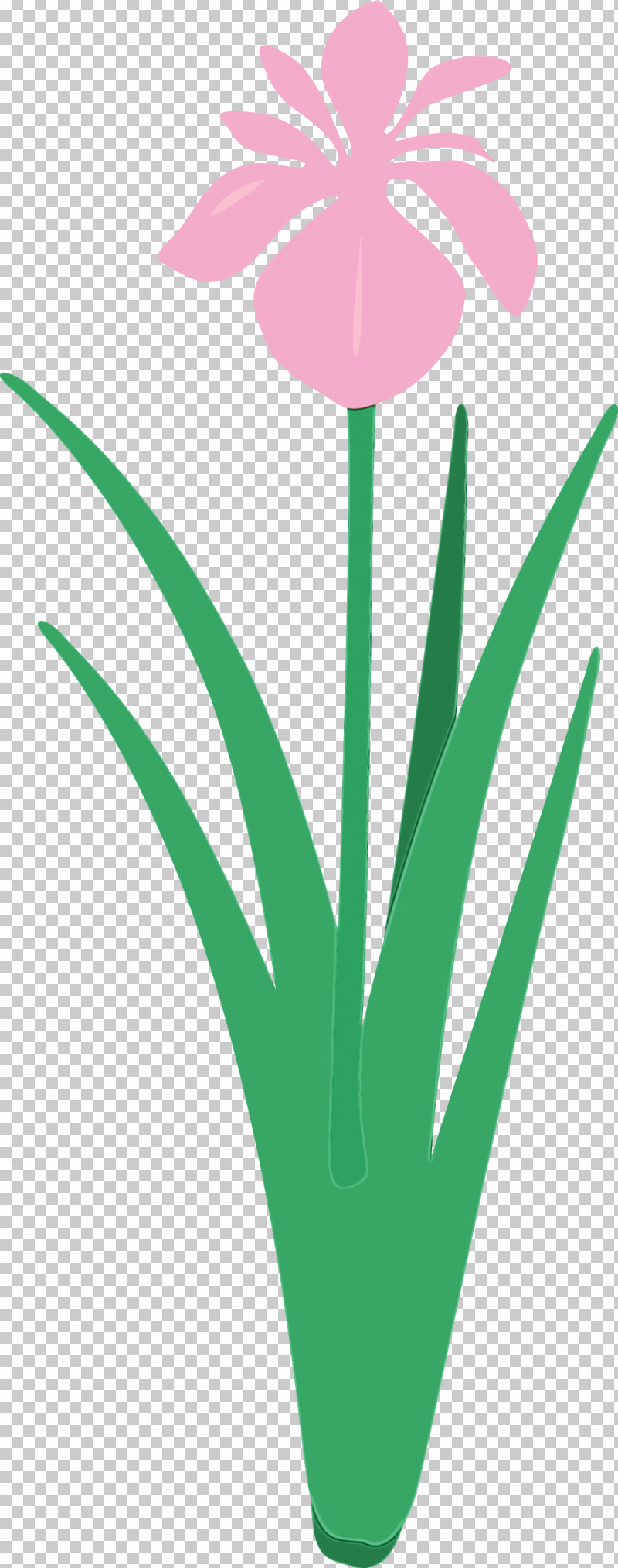 Green Leaf Plant Grass Flower PNG, Clipart, Flower, Grass, Green, Iris Flower, Leaf Free PNG Download