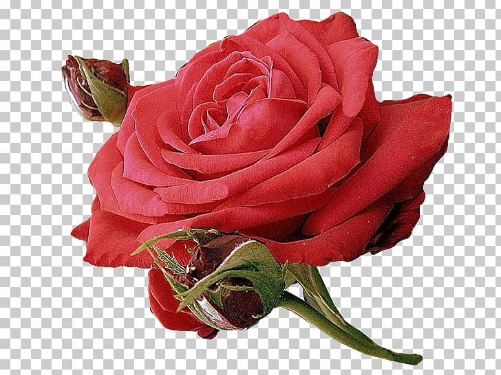 Animation Rose Flower PNG, Clipart, Artificial Flower, Color, Desktop Wallpaper, Floral, Floribunda Free PNG Download