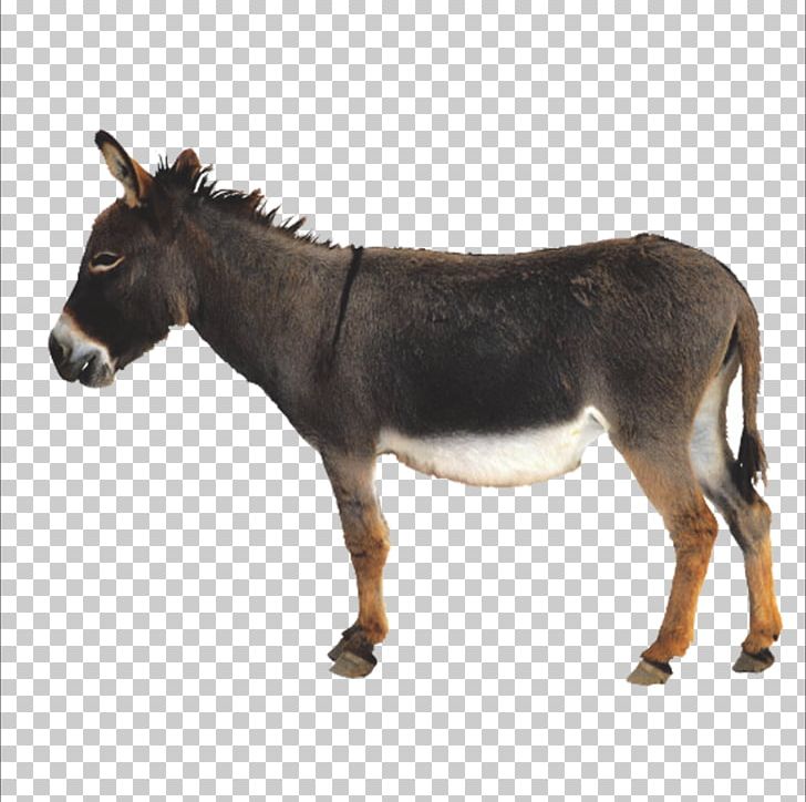 Donkey Icon PNG, Clipart, Animal, Animal Donkey, Animals, Cartoon Donkey, Computer Graphics Free PNG Download