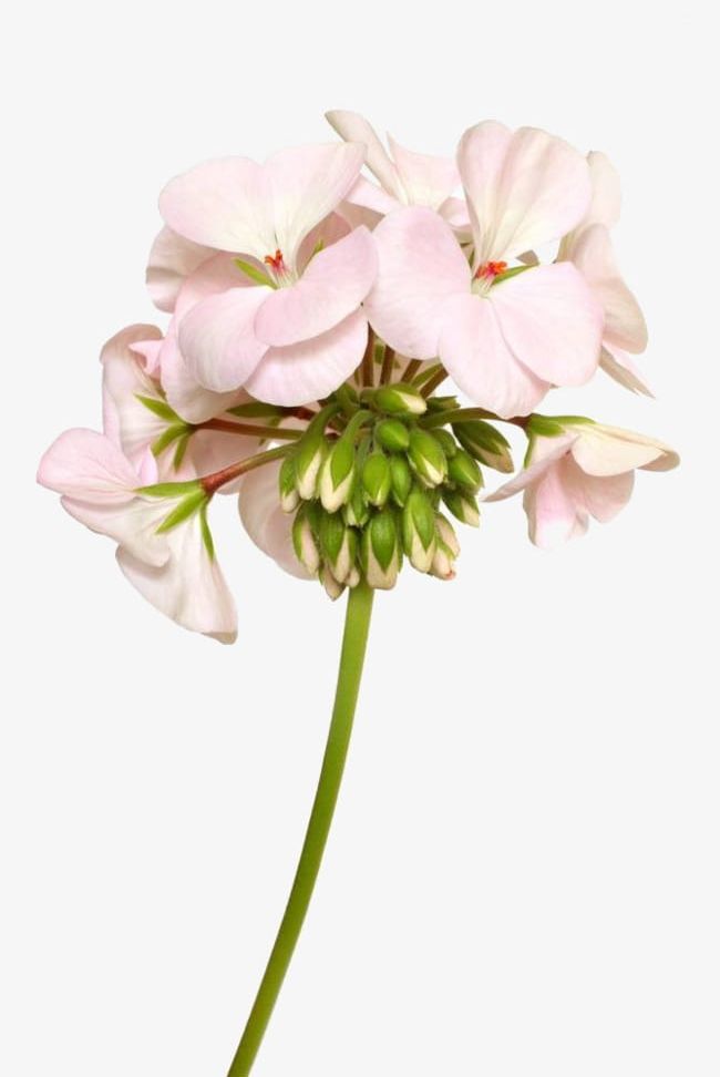 Light Pink Geranium Flower Photography PNG, Clipart, Bloom, Bones, Download, Flower, Flower Bones Free PNG Download