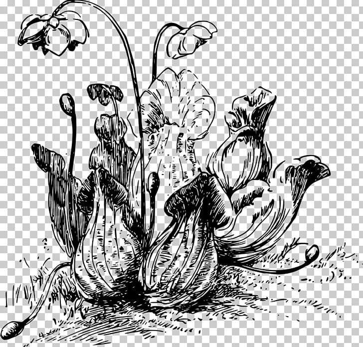 Pitcher Plant Carnivorous Plant PNG, Clipart, Art, Bird, Black And White, Carnivore, Carnivorous Plant Free PNG Download