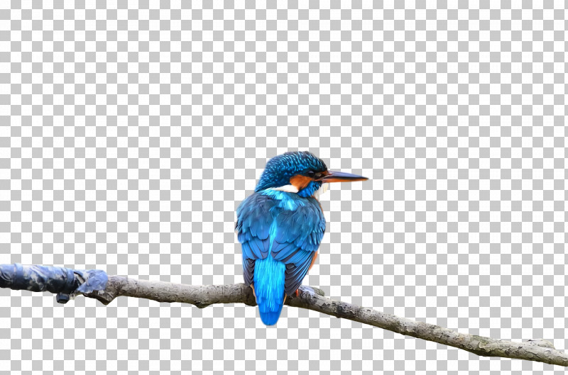 Feather PNG, Clipart, Beak, Bluebirds, Feather Free PNG Download