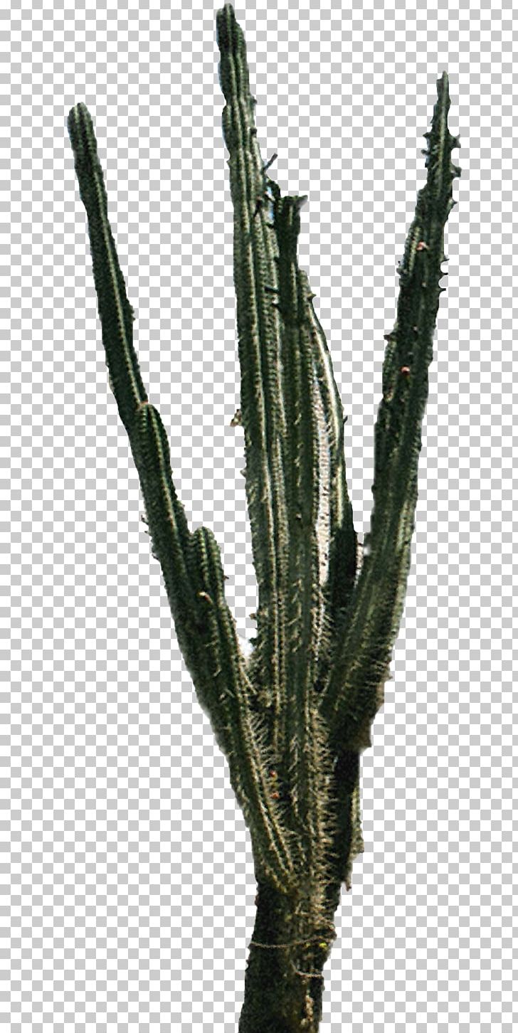 Cactaceae PNG, Clipart, 2d Computer Graphics, Acanthocereus, Acanthocereus Tetragonus, Animals, Bodyshope Free PNG Download