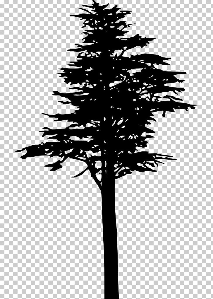 Fir Spruce Lodgepole Pine Conifer Cone Conifers PNG, Clipart, Black And White, Branch, Conifer, Conifer Cone, Conifers Free PNG Download