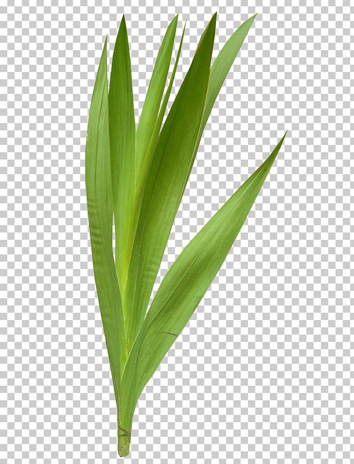 Leaf Flower Plant PNG, Clipart, Carnation, Computer Icons, Computer Software, Floral Design, Flower Free PNG Download