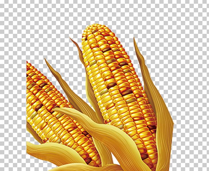 Maize PNG, Clipart, Cartoon Corn, Cereal, Cob, Commodity, Corn Free PNG Download