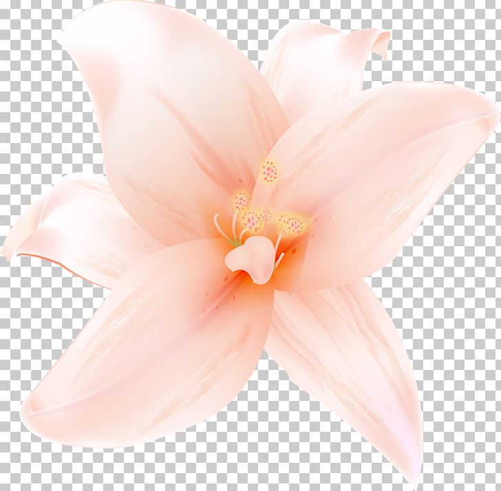 Petal Flowering Plant PNG, Clipart, Clipart, Closeup, Flower, Flowering Plant, Flowers Free PNG Download