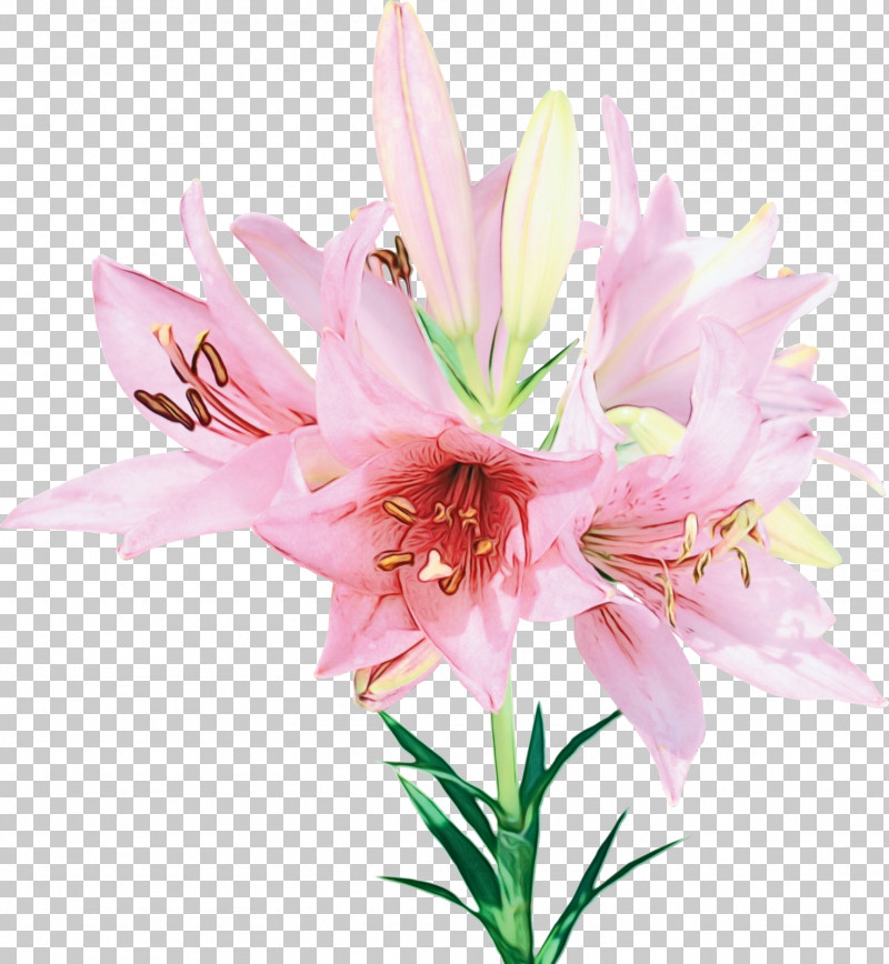 Flower Lily Plant Pink Petal PNG, Clipart, Amaryllis Belladonna, Amaryllis Family, Crinum, Cut Flowers, Flower Free PNG Download