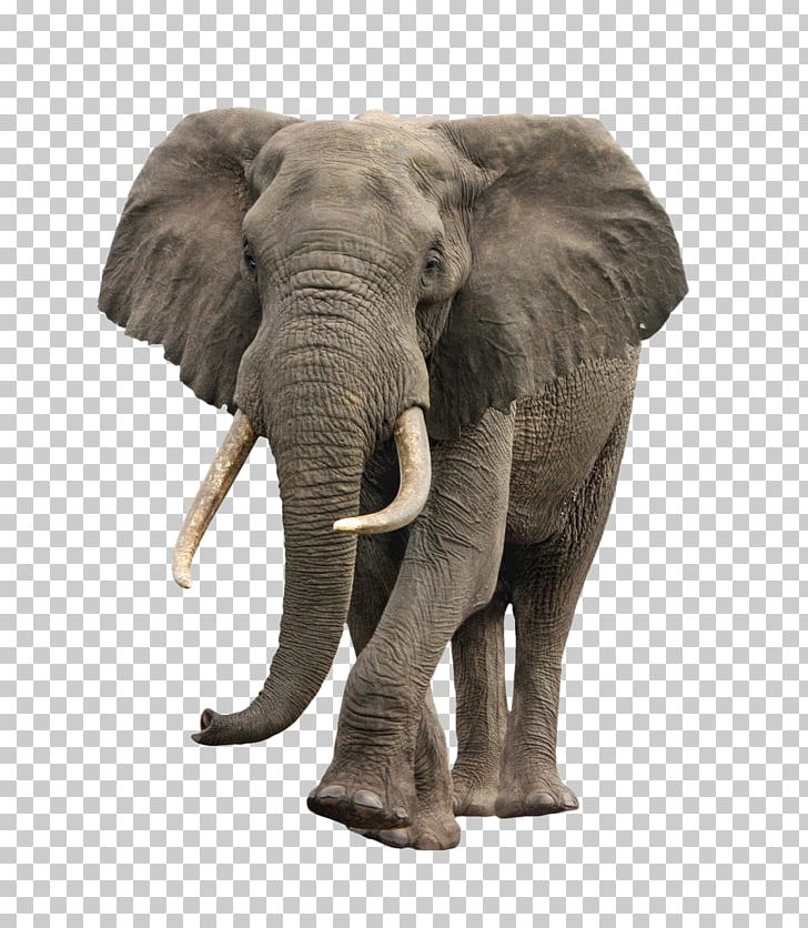 African Bush Elephant PNG, Clipart, African Elephant, African Forest ...