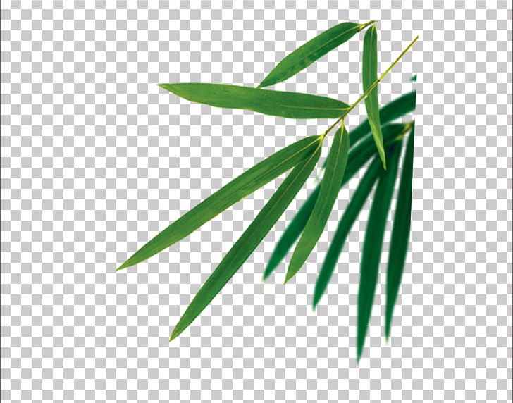 Bamboo Leaf Euclidean PNG, Clipart, Angle, Autumn Leaves, Bamboe, Bamboo, Banana Leaves Free PNG Download