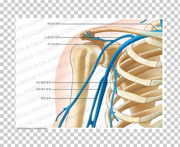 Axillary Vein Subclavian Vein Human Anatomy PNG, Clipart, Abdomen, Anatomy, Arm, Artery, Axilla Free PNG Download