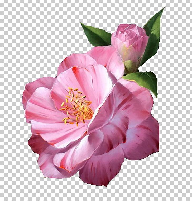 Cabbage Rose Garden Roses Floribunda Painter Mont-de-Marsan PNG, Clipart, Blog, Camellia, Camellia Sasanqua, Cut Flowers, Floribunda Free PNG Download