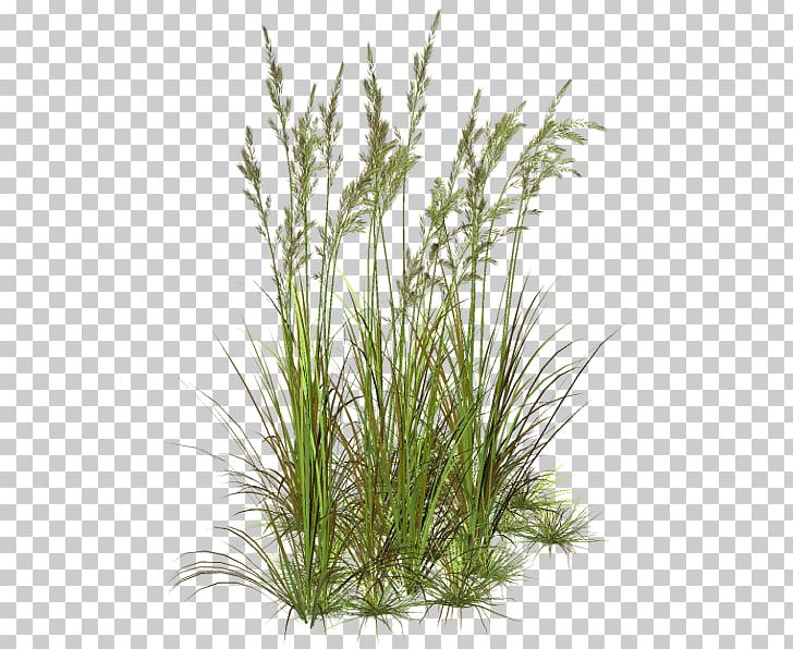Grass Flower Herbaceous Plant Lawn PNG, Clipart, Aquatic Plants, Artificial Flower, Chrysopogon Zizanioides, Clip Art, Flower Free PNG Download
