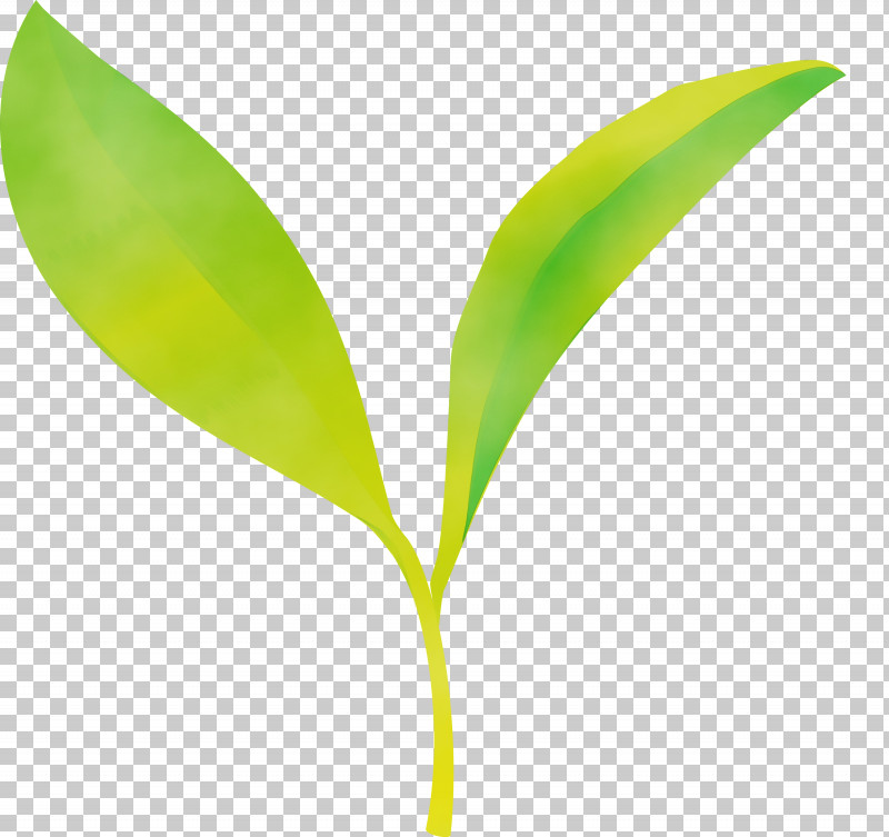 Leaf Flower Plant Lily Of The Valley Plant Stem PNG, Clipart, Flower, Leaf, Lily Of The Valley, Paint, Plant Free PNG Download