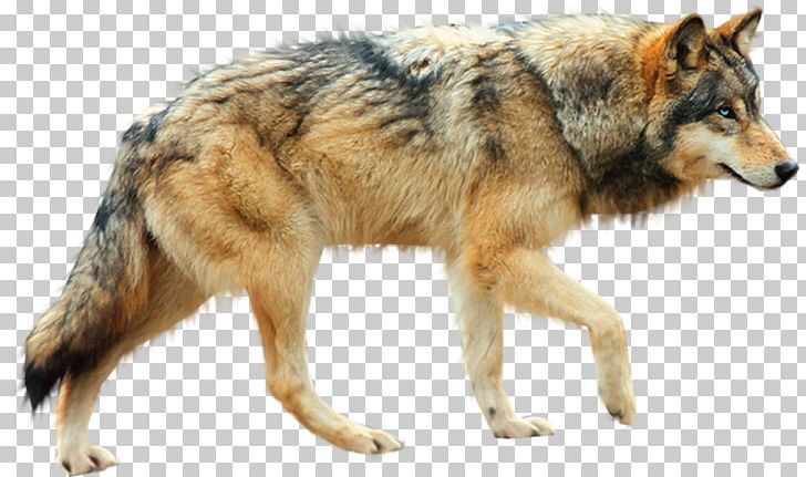 Dog Arctic Wolf Coyote PNG, Clipart, Animals, Animals Wolf, Animation, Carnivoran, Dog Breed Free PNG Download