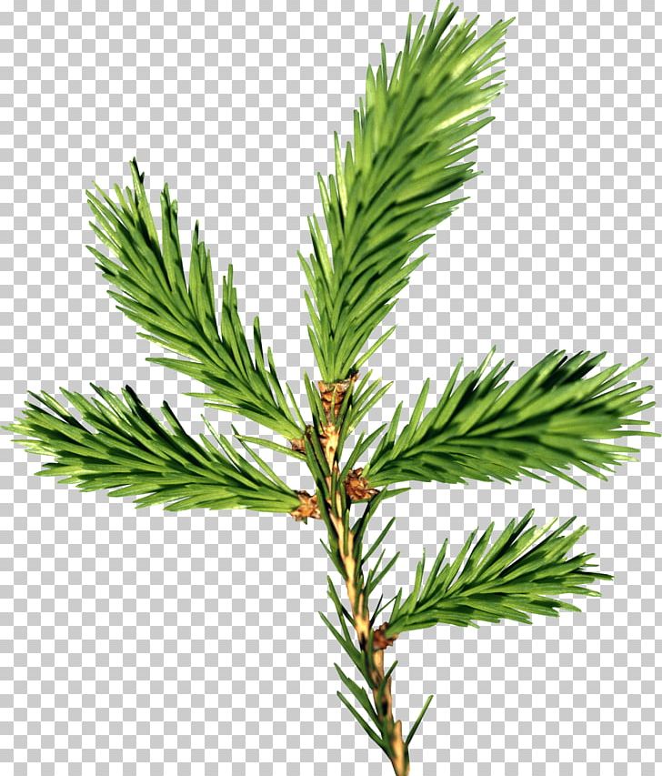 New Year Tree Spruce Branch Paper Christmas Tree PNG, Clipart, Animal, Art, Baby, Bodyshope, Branch Free PNG Download