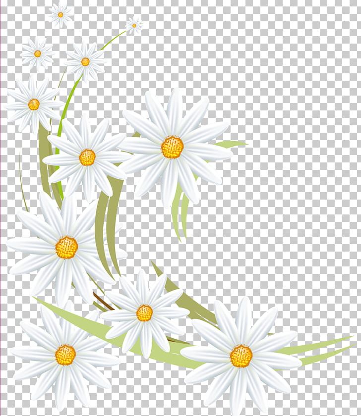 Oxeye Daisy Flower Daisy Family German Chamomile Roman Chamomile PNG, Clipart, Advertising, Camomile, Chamaemelum Nobile, Chrysanthemum, Chrysanths Free PNG Download
