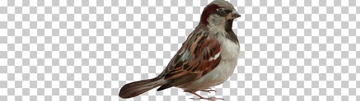 Sparrow PNG, Clipart, Sparrow Free PNG Download